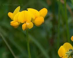 Attēlu rezultāti vaicājumam “Lotus corniculatus flower”