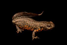 Attēlu rezultāti vaicājumam “Triturus cristatus”