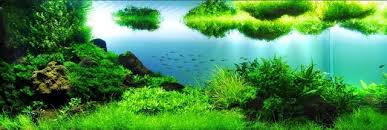 「水蘭」的圖片搜尋結果