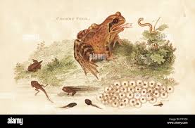 Attēlu rezultāti vaicājumam “Rana temporaria adult”