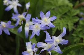 Attēlu rezultāti vaicājumam “Scilla luciliae”