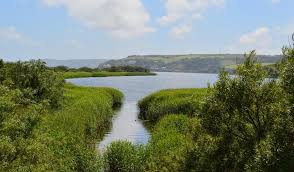 Attēlu rezultāti vaicājumam “Licea testudinacea plasmodium”