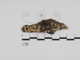 Attēlu rezultāti vaicājumam “Aleurodiscus amorphus”