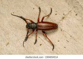 Attēlu rezultāti vaicājumam “Tetropium fuscum”