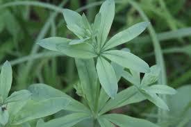 Attēlu rezultāti vaicājumam “Galium schultesii flower”