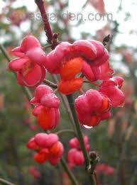 Attēlu rezultāti vaicājumam “Euonymus europaeus bud”