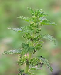 Attēlu rezultāti vaicājumam “Urtica urens”