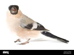 Attēlu rezultāti vaicājumam “Pyrrhula pyrrhula female”