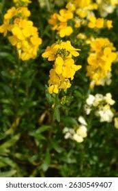 Attēlu rezultāti vaicājumam “Erysimum hieracifolium fruit”