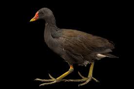 Image result for Gallinula chloropus