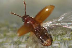 Attēlu rezultāti vaicājumam “Dienerella elongata”