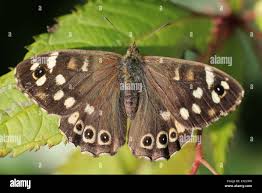 Attēlu rezultāti vaicājumam “Pararge aegeria upperside”