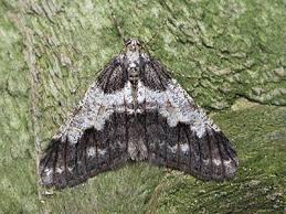 Attēlu rezultāti vaicājumam “Agriopis leucophaearia”