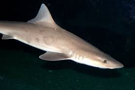 Image result for Mustelus canis