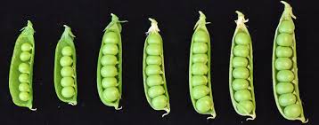 Attēlu rezultāti vaicājumam “Pisum sativum fruit”