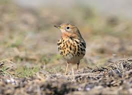 Image result for Anthus cervinus