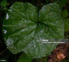 Attēlu rezultāti vaicājumam “Petasites hybridus leaf”