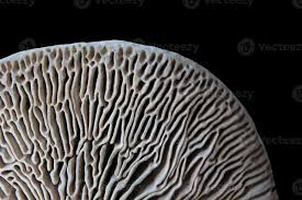 Attēlu rezultāti vaicājumam “Daedalea quercina”