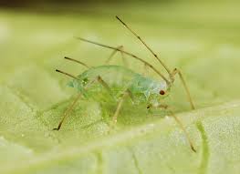 Attēlu rezultāti vaicājumam “Aphodius sp. imago”