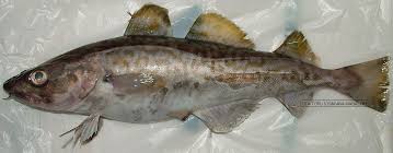 Image result for Gadus macrocephalus