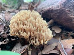 Attēlu rezultāti vaicājumam “Lentaria”