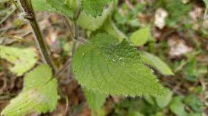 Attēlu rezultāti vaicājumam “Stachys sylvatica leaf”