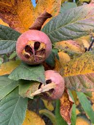 Attēlu rezultāti vaicājumam “Mespilus germanica fruit”