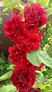 Attēlu rezultāti vaicājumam “Alcea rosea leaf”