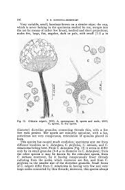 Attēlu rezultāti vaicājumam “Cribraria vulgaris stalked”