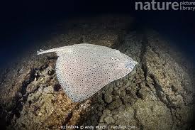 Image result for Raja brachyura