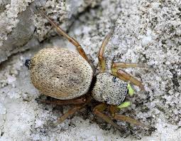 Attēlu rezultāti vaicājumam “Heliophanus sp.”