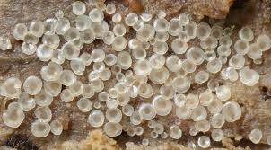 Attēlu rezultāti vaicājumam “Diderma ochraceum spores”