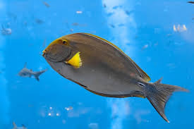 Image result for Acanthurus xanthopterus