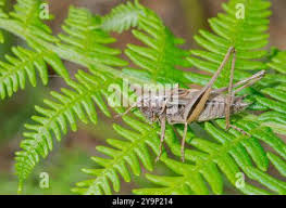 Attēlu rezultāti vaicājumam “Metrioptera brachyptera”