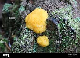 Attēlu rezultāti vaicājumam “Tubifera montana macro”