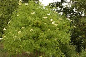 Attēlu rezultāti vaicājumam “Sambucus nigra”