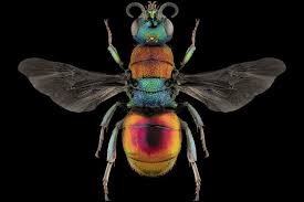 Attēlu rezultāti vaicājumam “Hedychrum sp.”