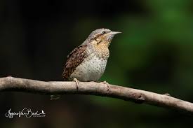 Attēlu rezultāti vaicājumam “Jynx torquilla”