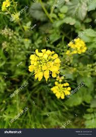 Attēlu rezultāti vaicājumam “Sinapis alba”