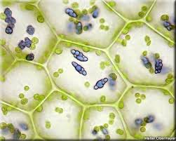 Attēlu rezultāti vaicājumam “Calypogeia azurea”