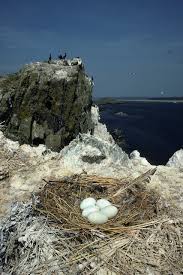 Attēlu rezultāti vaicājumam “Phalacrocorax carbo nest”