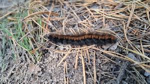 Attēlu rezultāti vaicājumam “Macrothylacia rubi larva”