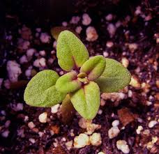 Attēlu rezultāti vaicājumam “Thymus pulegioides fruit”