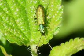 Attēlu rezultāti vaicājumam “Chrysanthia viridissima”