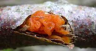 Attēlu rezultāti vaicājumam “Craterocolla cerasi”