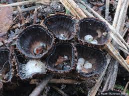 Attēlu rezultāti vaicājumam “Cyathus striatus”
