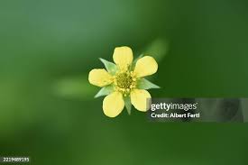 Attēlu rezultāti vaicājumam “Geum urbanum flower”