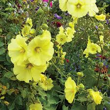 Image result for Alcea rugosa