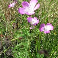 Image result for Kornrade