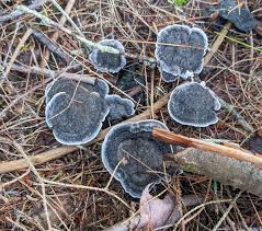 Attēlu rezultāti vaicājumam “Phellodon niger”